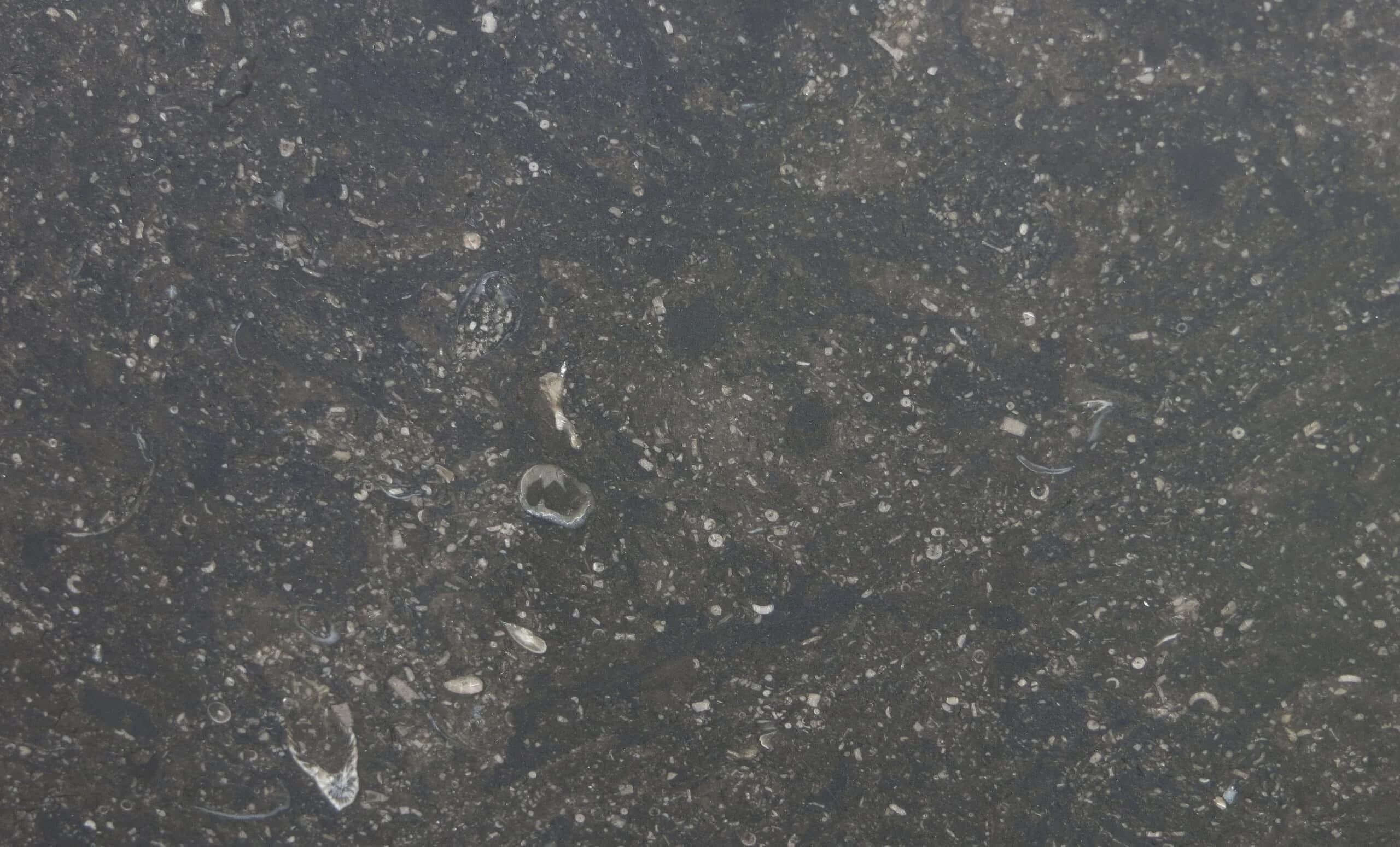 Belgian Blue Marble